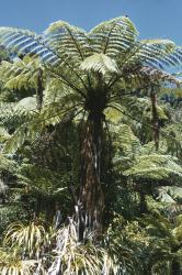 Cyathea medullaris. Young plant with dead fronds persistent on the trunk.
 Image: P.J. Brownsey © Pat Brownsey 1974 CC BY-NC 3.0 NZ